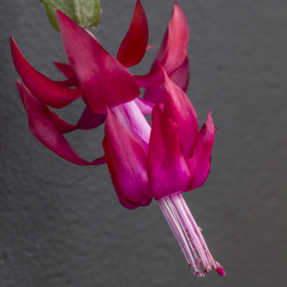 Cactus Flower - Ellie Kennard 2014 Cactus Flower - Ellie Kennard 2014