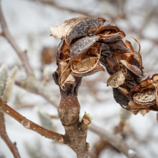 Magnolia Seed Case - Ellie Kennard 2014