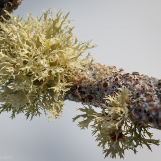 Lichen and fungal growth - Ellie Kennard 2014
