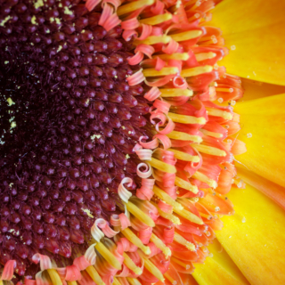 Gerber daisy centre 1:1 macro - Ellie Kennard 2014