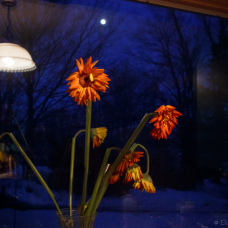 Full Moon Window - Ellie Kennard 2014 Full Moon Window - Ellie Kennard 2014