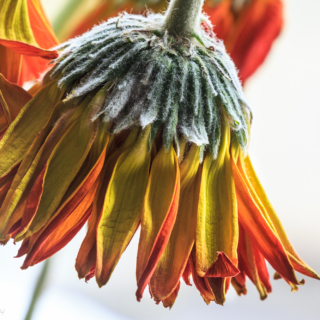 Gerber Daisy 3 - Ellie Kennard 2014