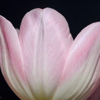 I wish for spring - Ellie Kennard 2014 I wish for spring - Ellie Kennard 2014