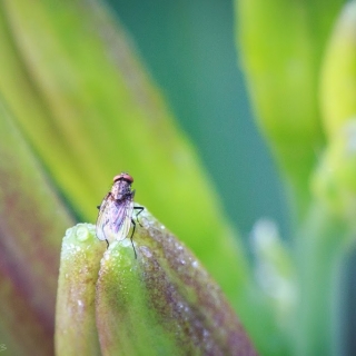 Fly on bud - Ellie Kennard 2013