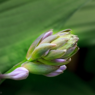 Hosta flowers - Ellie Kennard 2014 Hosta flowers - Ellie Kennard 2014