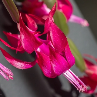 Christmas cactus flowers - Ellie Kennard 2014 Christmas cactus flowers - Ellie Kennard 2014