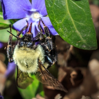 Bee on purple flower - Ellie Kennard 2014
