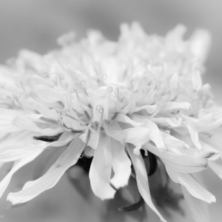 Flower in black and white - Ellie Kennard 2014 Flower in black and white - Ellie Kennard 2014