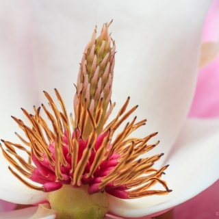 Magnolia Flower - Ellie Kennard 2014 Magnolia Flower - Ellie Kennard 2014