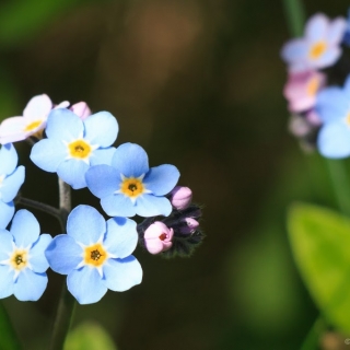 Forget Me Nots - Ellie Kennard 2014 Forget Me Nots - Ellie Kennard 2014