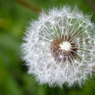 Dandelion seeds - Ellie Kennard 2014 Dandelion seeds - Ellie Kennard 2014