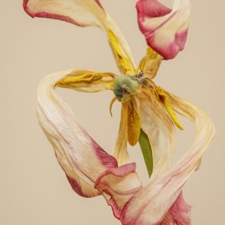 Ballerina tulip - Ellie Kennard 2014 Ballerina tulip - Ellie Kennard 2014