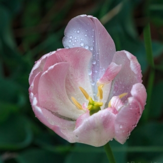 Tulip after rain - Ellie Kennard2014 Tulip after rain - Ellie Kennard2014