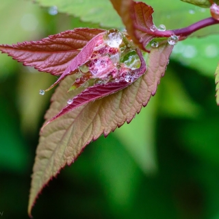Flower buds in raindrops - Ellie Kennard 2014 Flower buds in raindrops - Ellie Kennard 2014