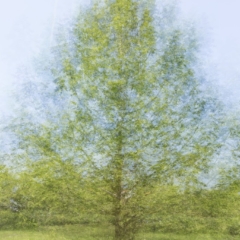 Dawn Redwood tree, multiple exposure – Ellie Kennard 2015