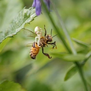 Crab spider with prey - Ellie Kennard 2015