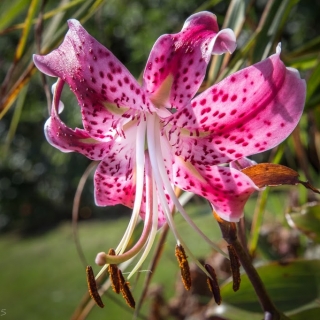 Stargazer Lily - Ellie Kennard 2015 Stargazer Lily - Ellie Kennard 2015