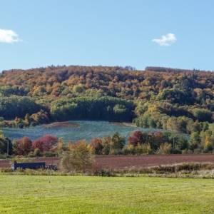 Delhaven hills in autumn - Ellie Kennard 2014 Delhaven hills in autumn - Ellie Kennard 2014