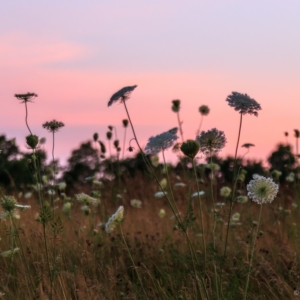 Sunset Queen Anne's Lace - Ellie Kennard 2015 Sunset Queen Anne's Lace - Ellie Kennard 2015