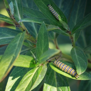 Monarch butterly larvae - Ellie Kennard 2016
