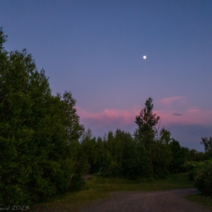Summer Street Sunset A darkening evening blue sky is shown above pink sunset reflection clouds that are low on the horizon. The full moon, not large, is directly above a tall tree that stands above the others around it in the middle ground. There are trees to the left of the image, low flowered bushes to the right and a dirt road or drive curves to the left behind the bushes.