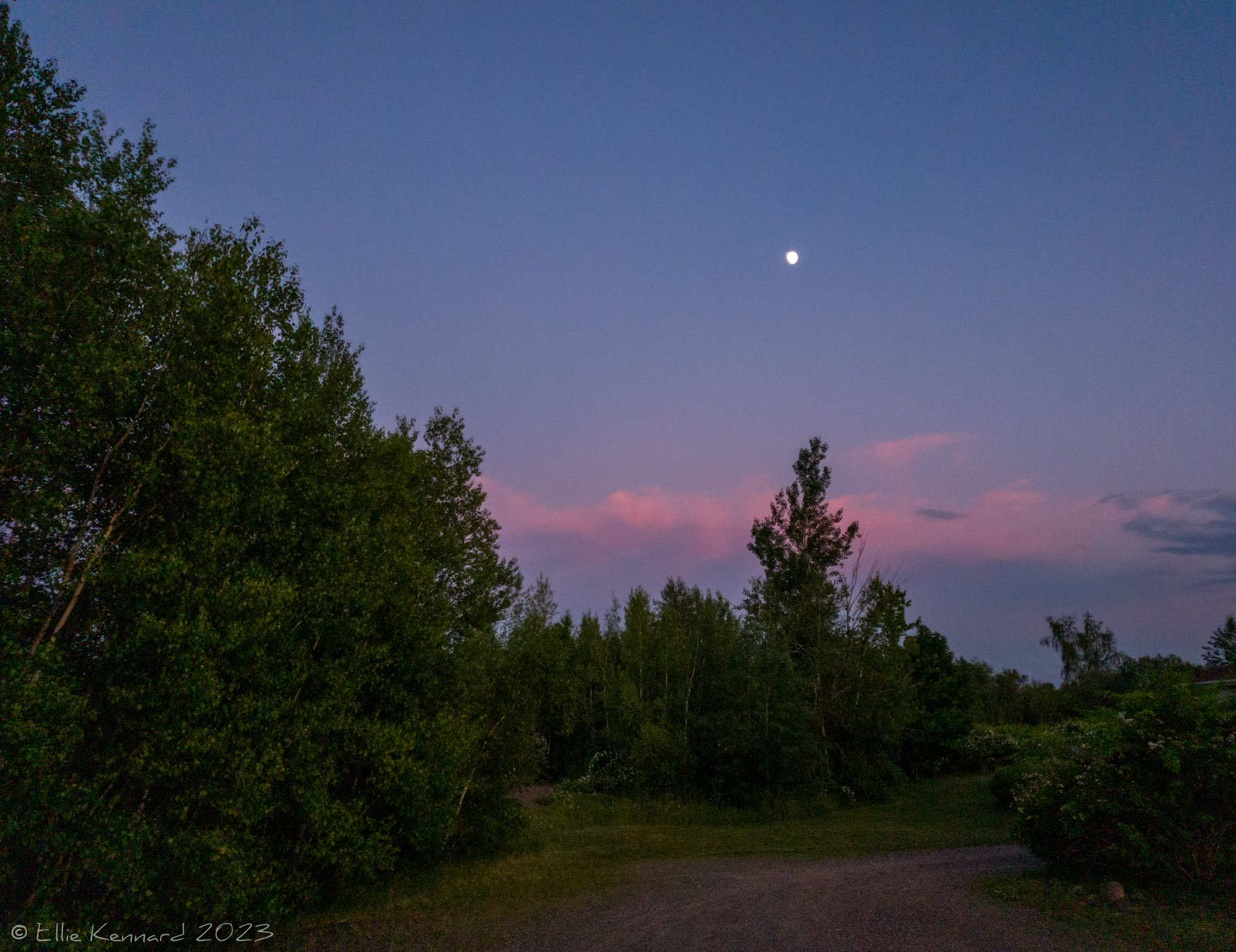 A darkening evening blue sky is shown above pink sunset reflection clouds that are low on the horizon. The full moon, not large, is directly above a tall tree that stands above the others around it in the middle ground. There are trees to the left of the image, low flowered bushes to the right and a dirt road or drive curves to the left behind the bushes.