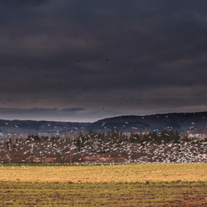 Winter field before the storm with flock of gulls - Ellie Kennard 2012 Winter field before the storm with flock of gulls - Ellie Kennard 2012