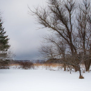 Looking from the orchard to the hills