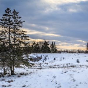 Trees in the fading light, near Berwick, Nova Scotia