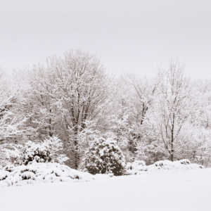 Morning walk after snowfall
