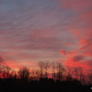 While Nova Scotia Slumbers the New Day Begins with Birds
