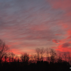 While Nova Scotia Slumbers the New Day Begins with Birds 2