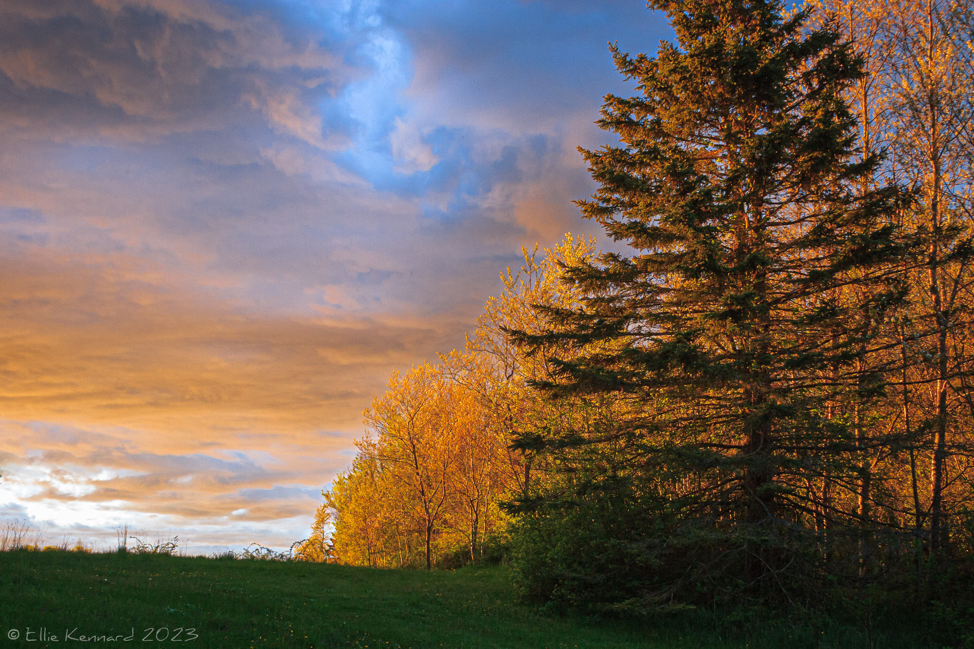 The left half of the photograph is mainly slightly orange tinted clouds and blue sky with some white clouds nearer the horizon. The middle to right is golden trees with young leaves stretching into the distance. In the foreground is a tall, dark evergreen tree.