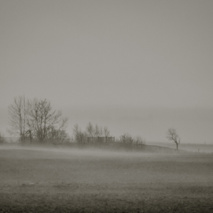 Foggy November Morning