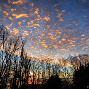 While You Were Sleeping A sky with what look almost like quilted clouds is lit by a rising sun which shows orange on the hotizon. There is a blue fading from pale to dark as it goes higher above the trees in the foreground. The trees are mixed, some evergreen, most deciduous with branches winter bare. The wunrise and clouds are seen through all except the evergreens.