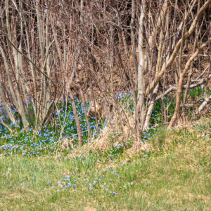 Bluebell Wood
