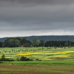 Esperimental canola under gloomy skies -Ellie Kennard 2013 Esperimental canola under gloomy skies -Ellie Kennard 2013