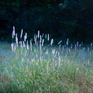 Grasses Kissed by the Morning Sun- Ellie Kennard 2013