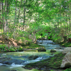 Woodland Stream -Ellie Kennard 2013 Woodland Stream -Ellie Kennard 2013