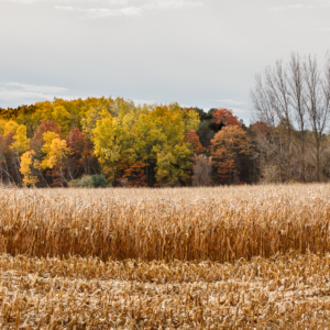 The harvest is almost all in – Ellie Kennard 2013