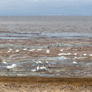 Snow Geese on the banks of the St, Lawrence River, Quebec – Ellie Kennard 2016 Snow Geese on the banks of the St, Lawrence River, Quebec – Ellie Kennard 2016