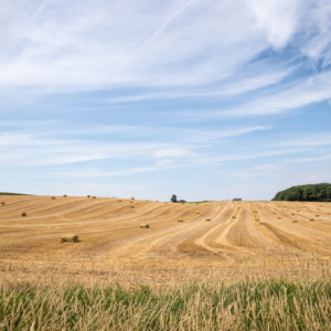 The Crops Safely Gathered in - Grand Pre Nova Scotia - Ellie Kennard 2016 The Crops Safely Gathered in - Grand Pre Nova Scotia - Ellie Kennard 2016