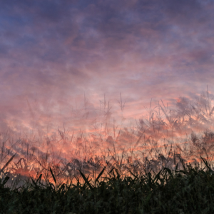 Dream of a country sunset – Ellie Kennard 2016