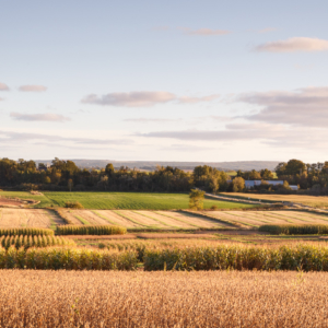 Experimental Crop Fields, Hillaton, Nova Scotia - Ellie Kennard Experimental Crop Fields, Hillaton, Nova Scotia - Ellie Kennard