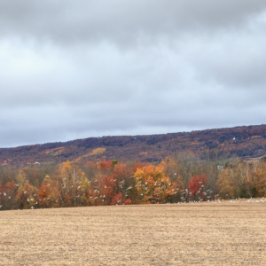 Gulls in Autumn, Hillaton, Nova Scotia Ellie Kennard 2016 Gulls in Autumn, Hillaton, Nova Scotia Ellie Kennard 2016