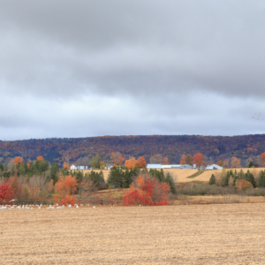 Farmland in Autumn, Hillaton, Nova Scotia Ellie Kennard 2016 Farmland in Autumn, Hillaton, Nova Scotia Ellie Kennard 2016