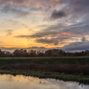 Walk along the river Witham in Dogdyke, Lincolnshire - Ellie Kennard 2016 Swan by the river Witham, Lincolnshire  - Ellie Kennard 2016