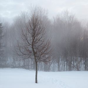Field of snow fog – Ellie Kennard 2020 Field of Snow Fog