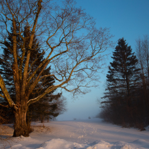 Foggy Snow – Ellie Kennard 2020 Foggy snow afternoon