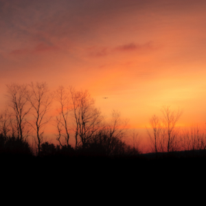 Winter sunrise with bald eagle – Nova Scotia